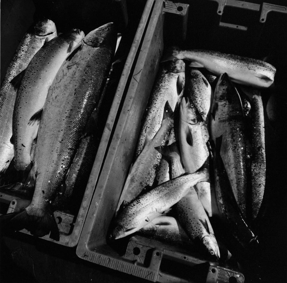 Salmon Netting / Colin McPherson - Document Scotland photography