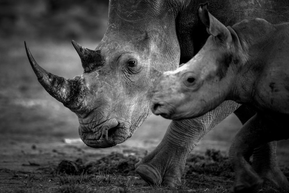 Animals In Eastern Ghats Face Threat Of Extinction